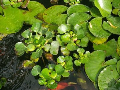 pond plants for sale.