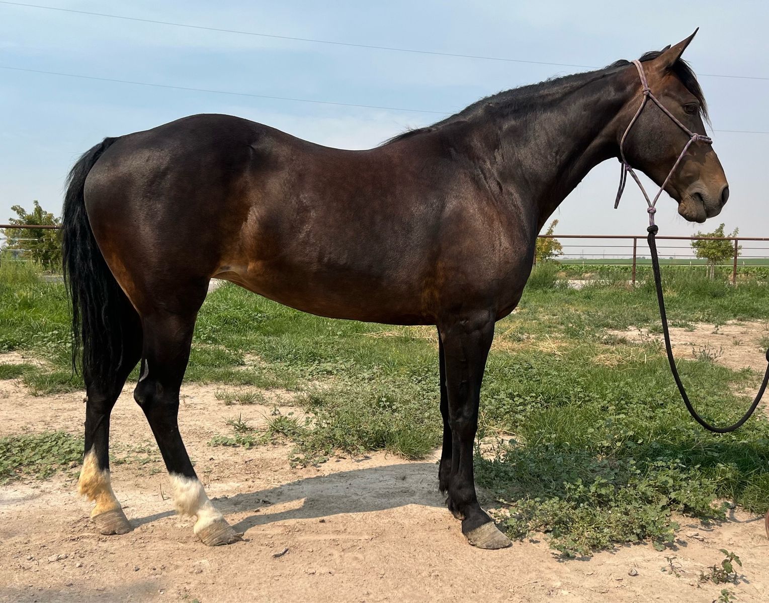 Grade Mare