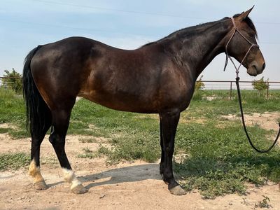 Grade Mare
