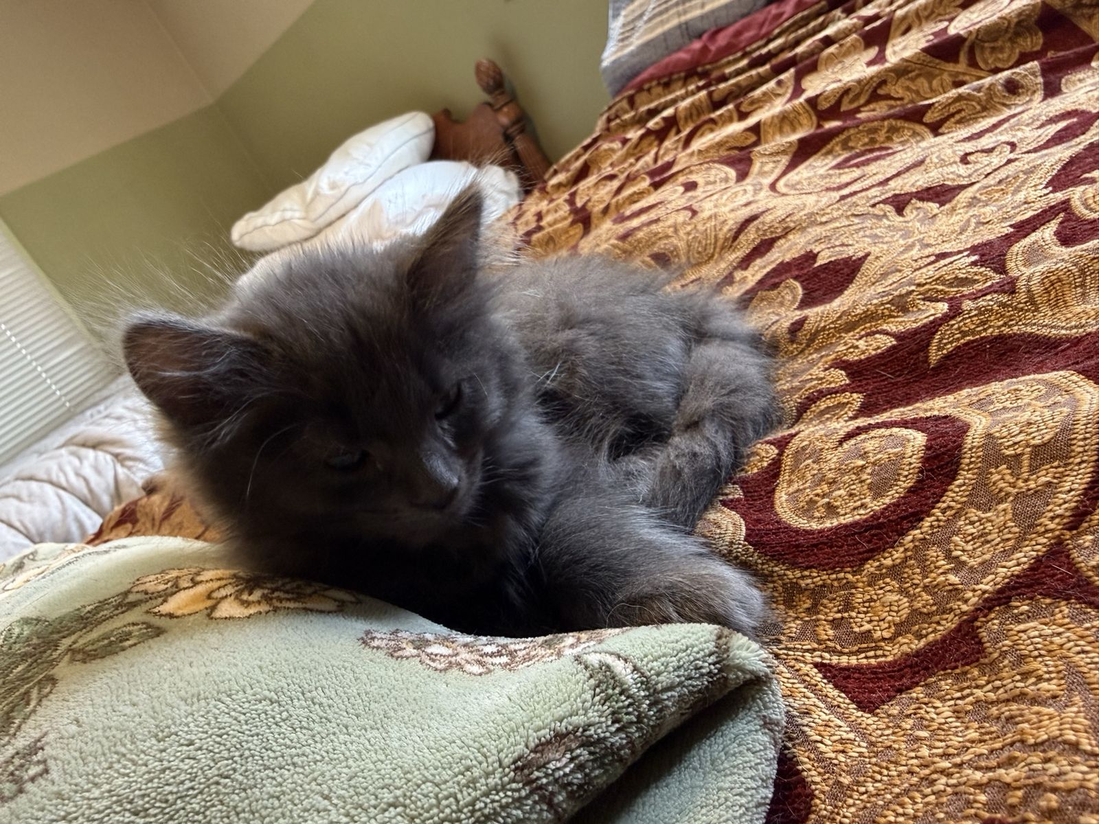Blue gray fluffy haired male kitten