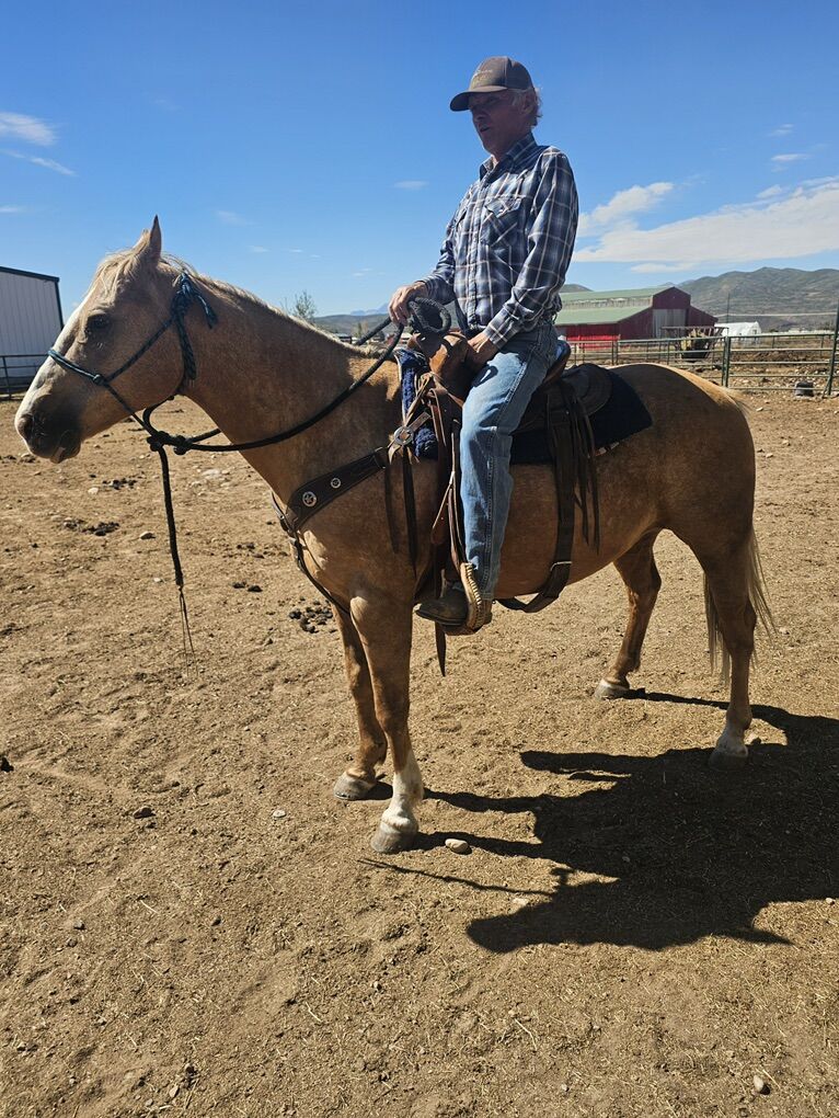 10-12 Yr Old Palomino Gelding