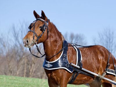 Suffolk Punch Draft Cross Gelding For Sale