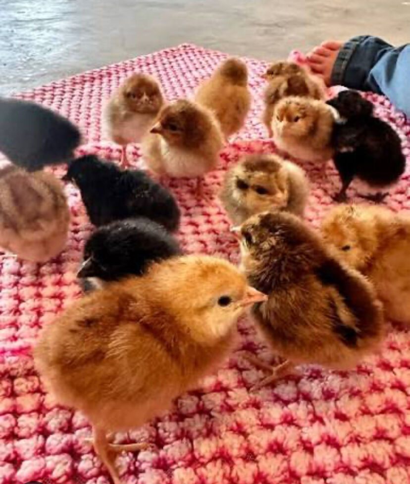 Chicks  ( just hatched) mostly Rhode Island reds