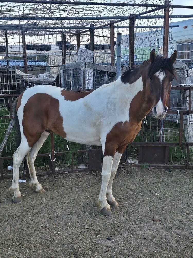 Paso Largo paint stud