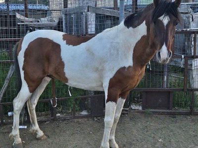 Paso Largo paint stud