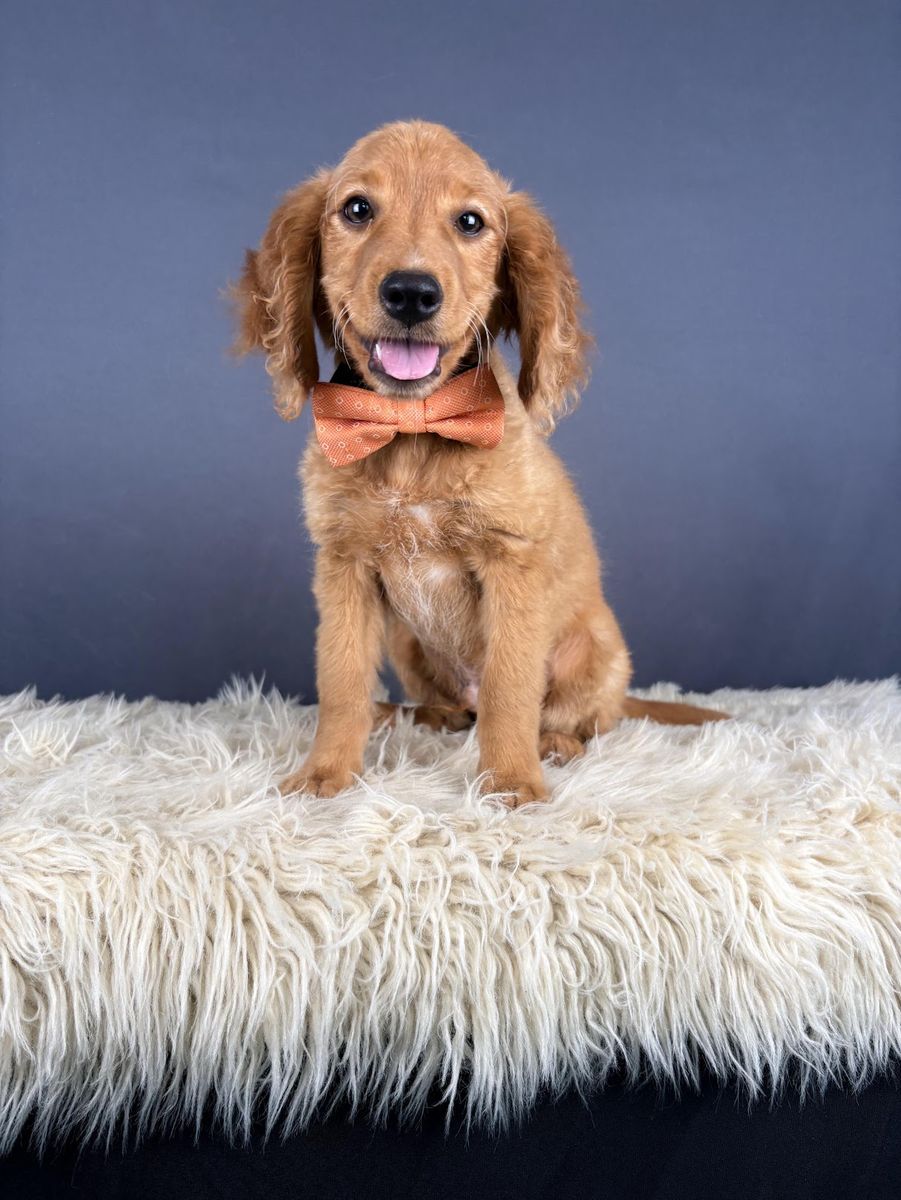 Johnny - Mini Golden Retriever (Male)