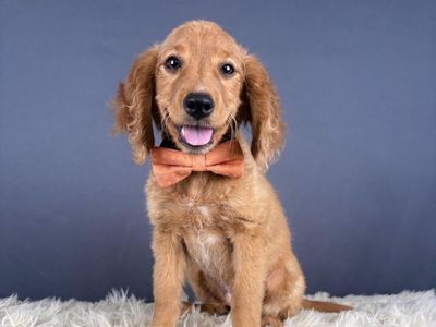 Johnny - Mini Golden Retriever (Male)
