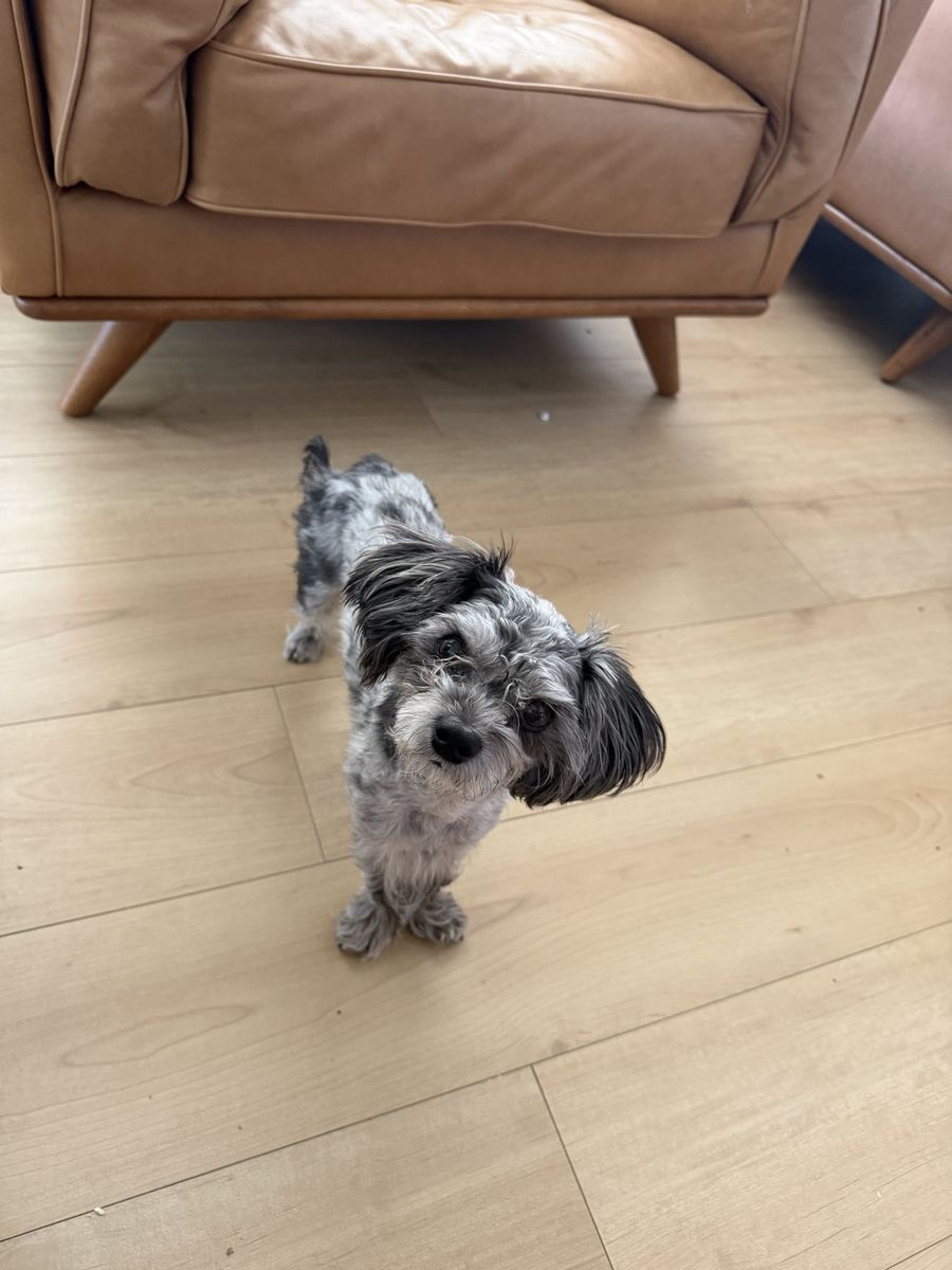 Maltipoo Dog - Loving, Playful, and Potty Trained - Ready for a New Home