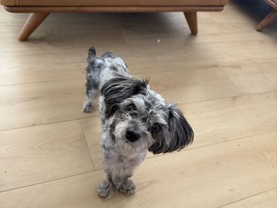 Maltipoo Dog - Loving, Playful, and Potty Trained - Ready for a New Home