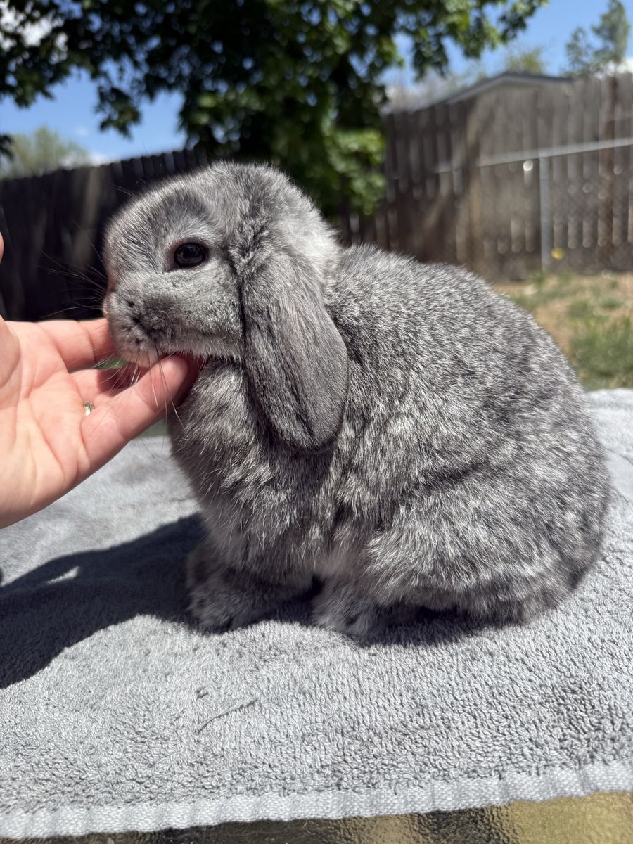 Jr Chinchilla Holland Lop Buck