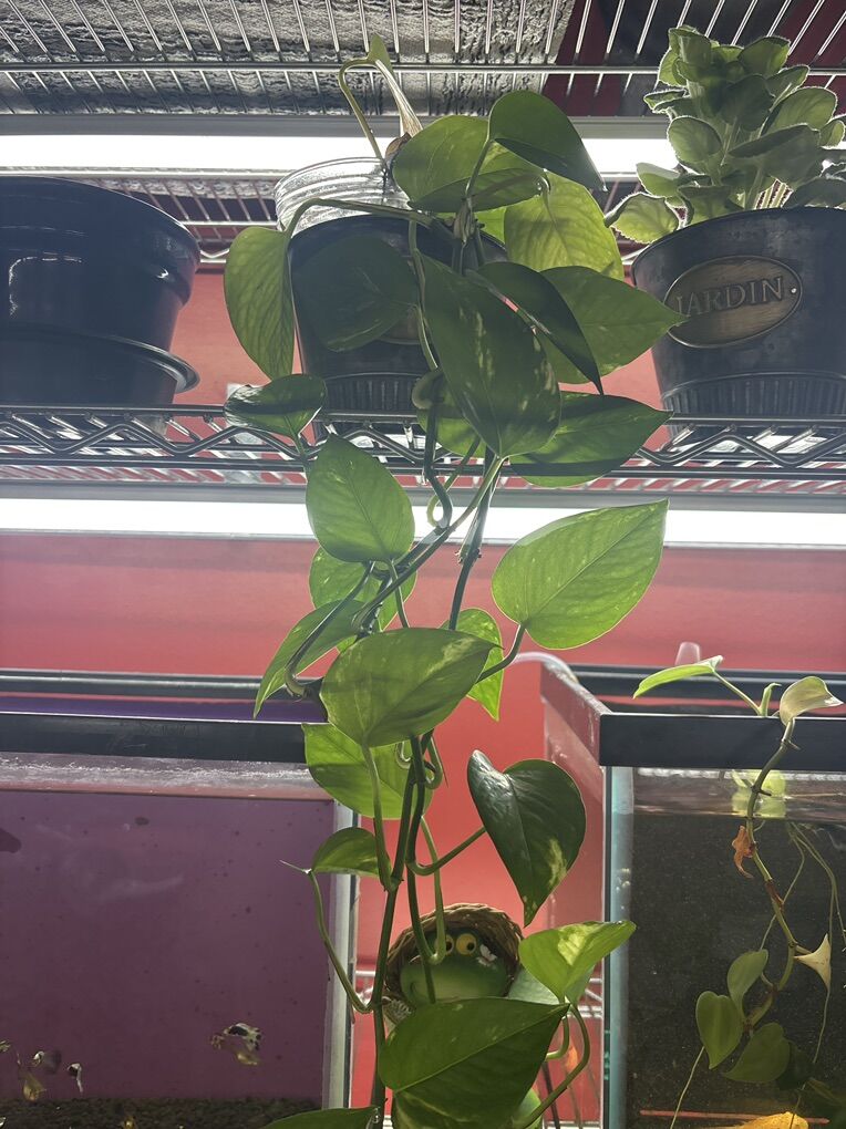 Plants For Sale  Aleo Vera, Phothos etc