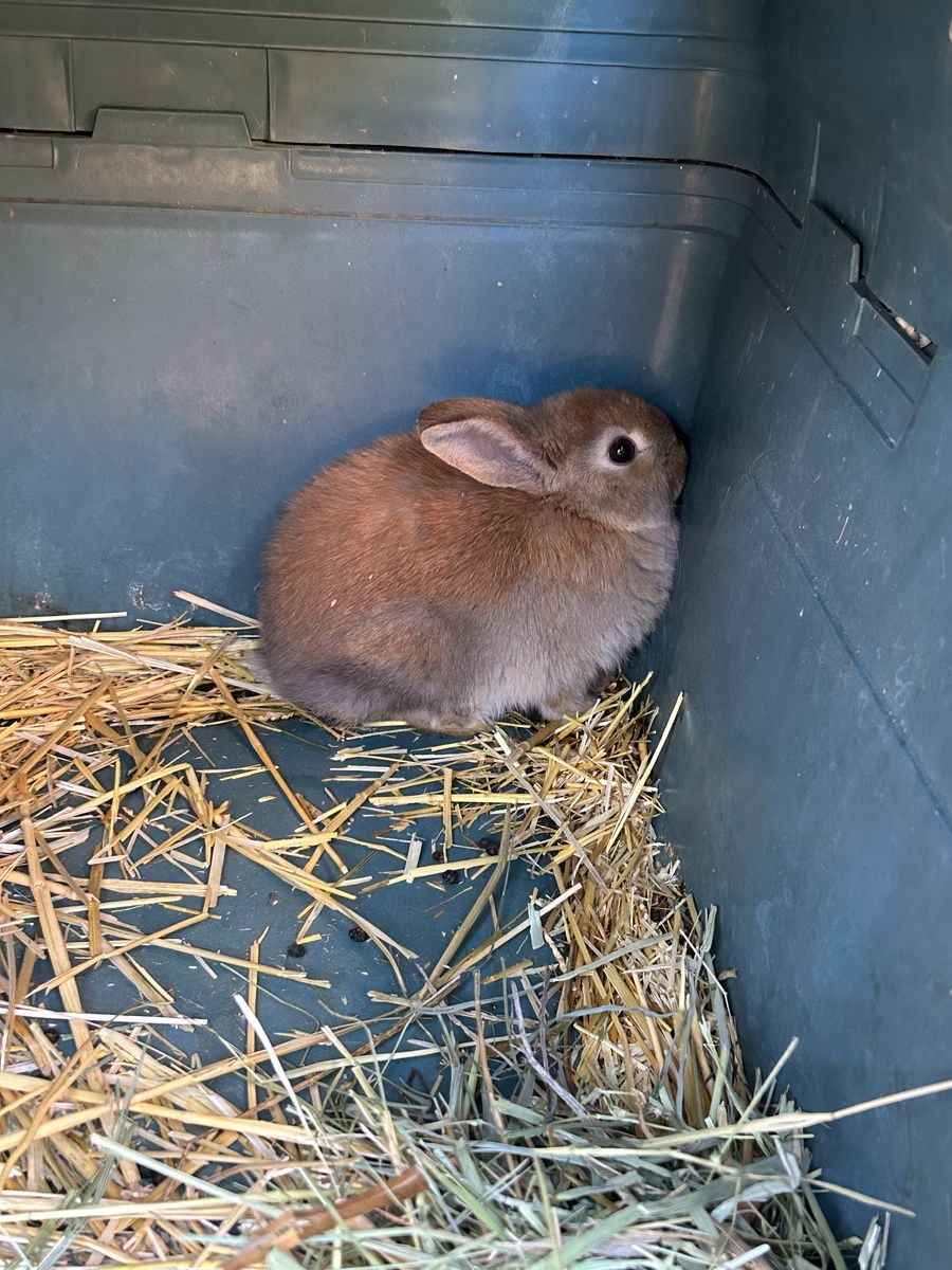 Free Lionhead Cross Rabbit