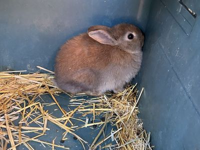 Free Lionhead Cross Rabbit