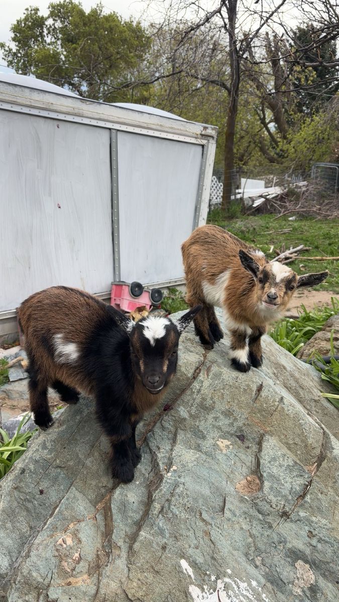 Nigerian Dwarf Goats