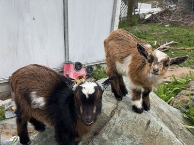 Nigerian Dwarf Goats