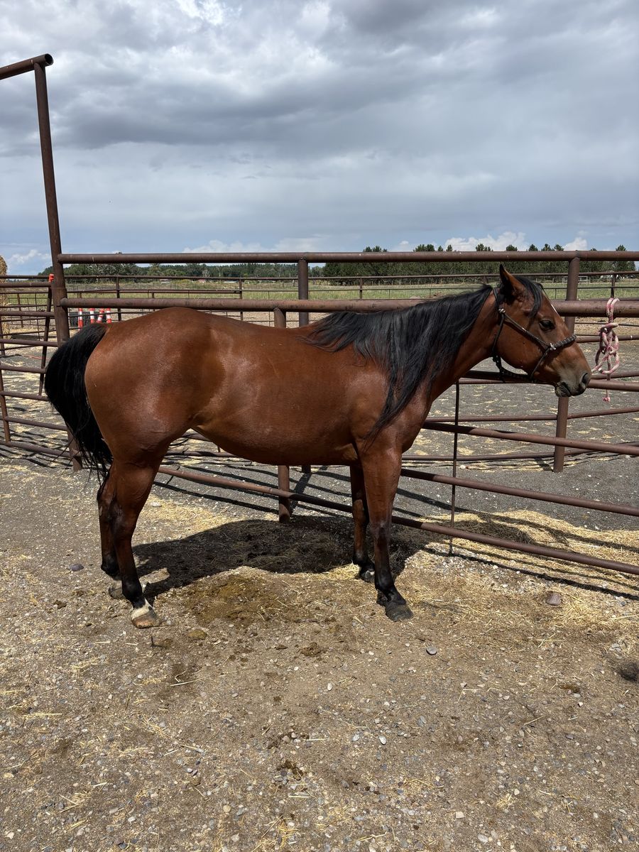 4yr old AQHA mare