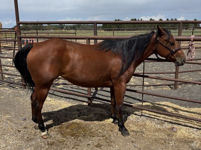 4yr old AQHA mare