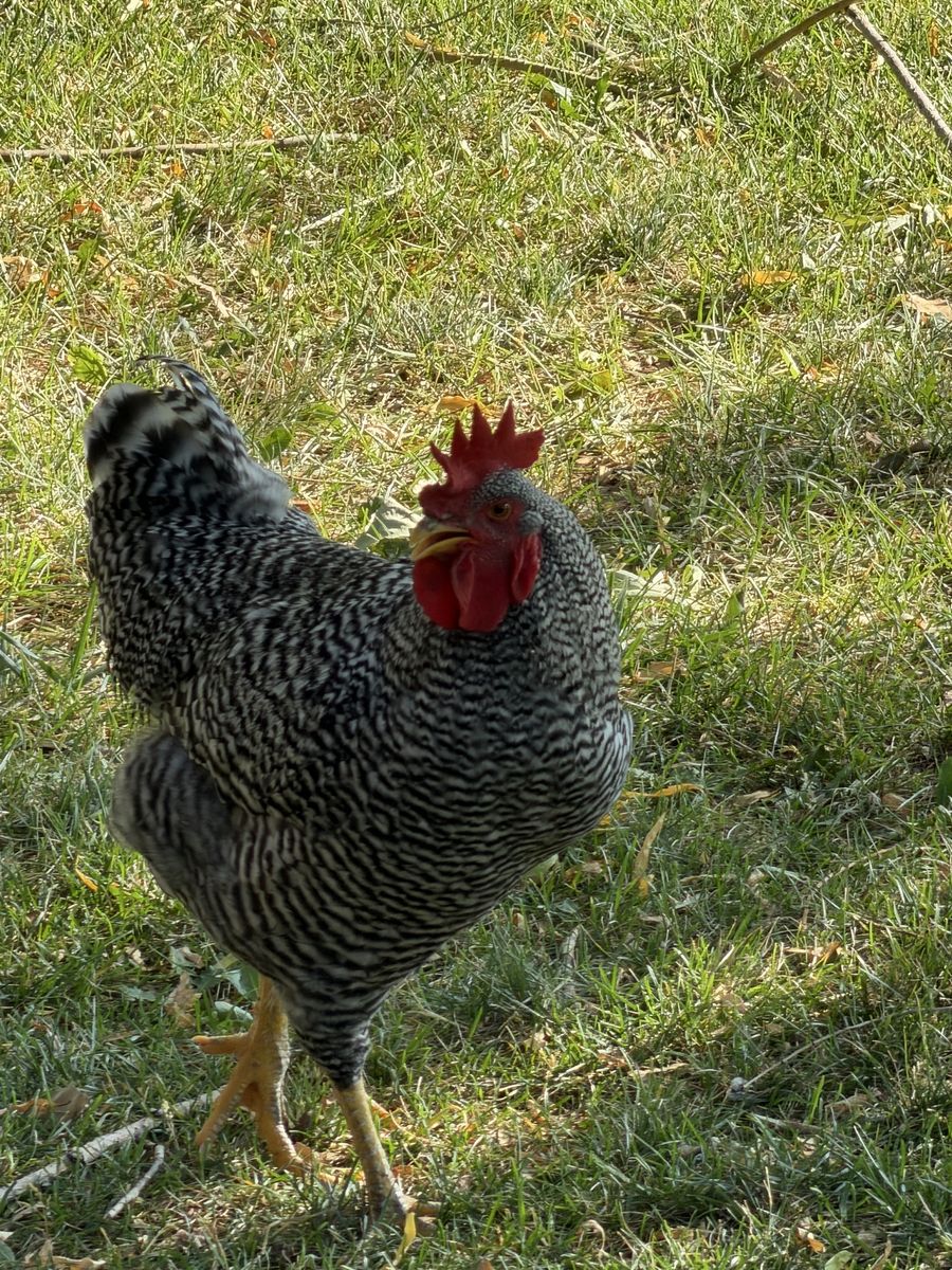 16-Week-Old Healthy Barred Rock Rooster