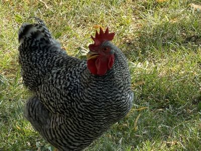 16-Week-Old Healthy Barred Rock Rooster