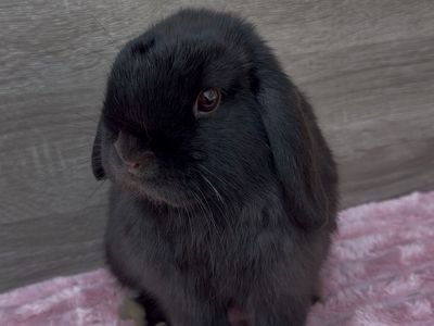 Holland Lop Buck