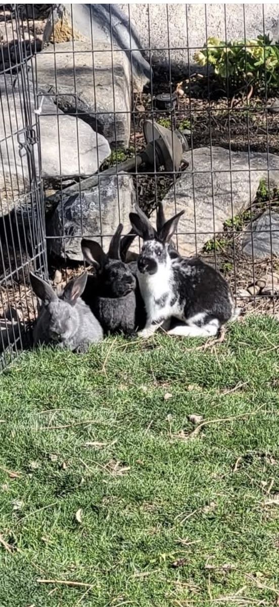 New Zealand Rabbits