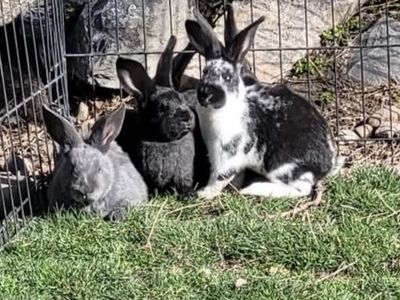 New Zealand Rabbits