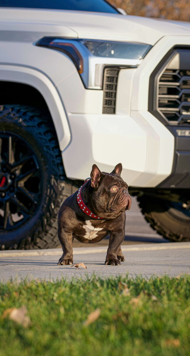 French bulldog