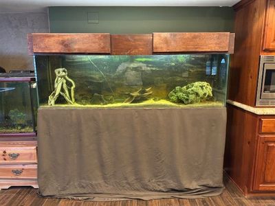 Fish Tank Aquarium - 120 Gallons Fresh Water - With Cichlids and Plecos - FREE!!! **see details