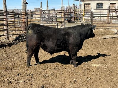 Register Angus Bulls