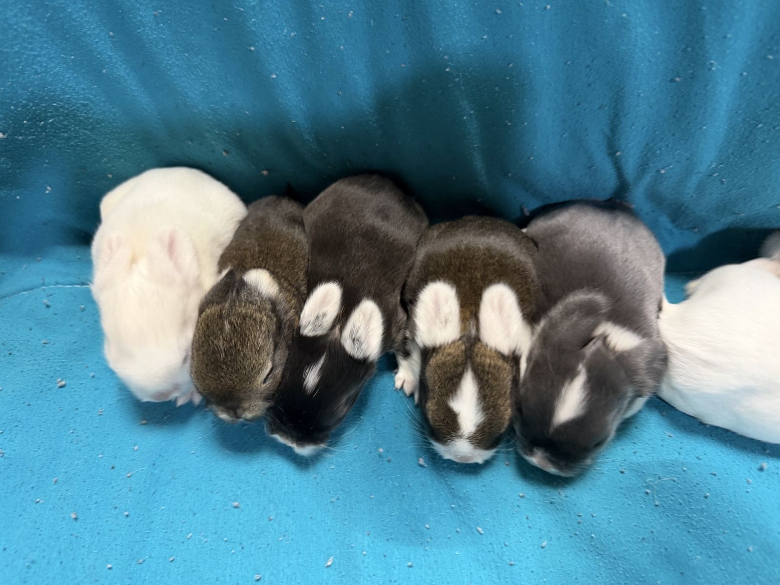 Mini Holland Lop Babies
