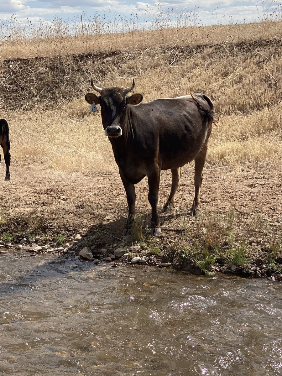 Dark Brown Jersey Family Milk Cow