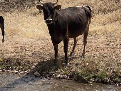 Dark Brown Jersey Family Milk Cow