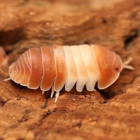 Red panda (Cubaris sp.)