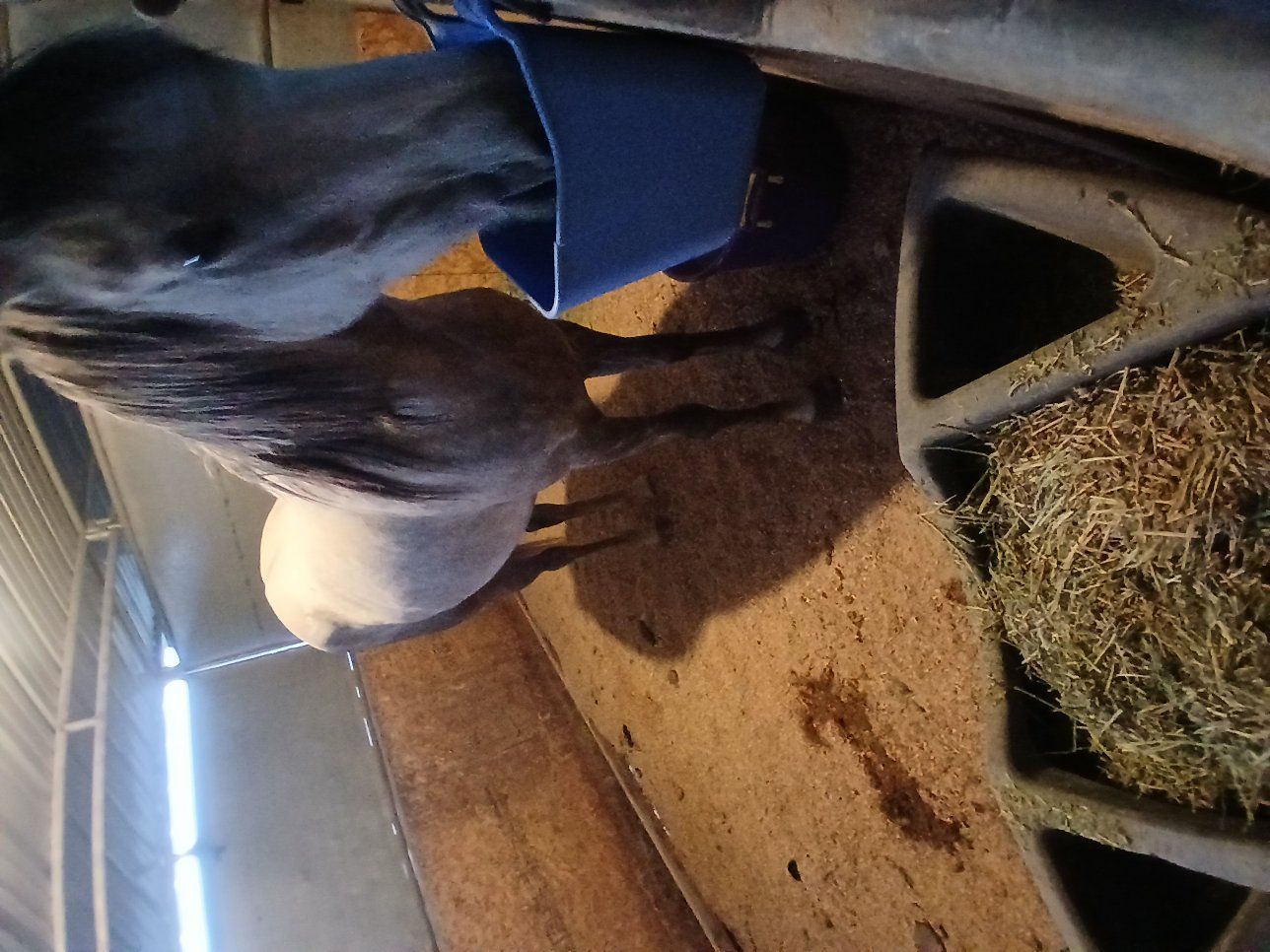 3-Year-Old Grade Gelding – Barrel Prospect