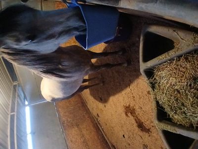 3-Year-Old Grade Gelding – Barrel Prospect