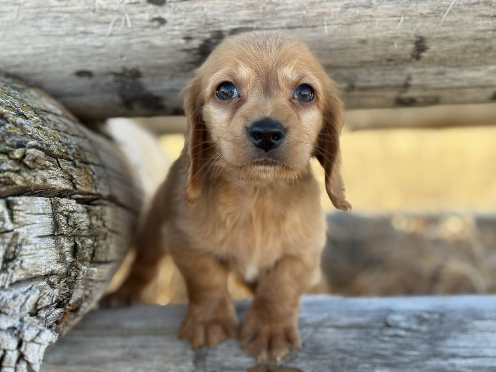 Male Miniature Dachshund