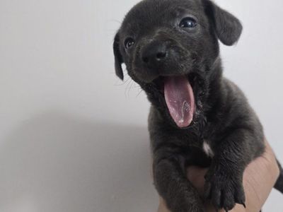 !!chihuahua chorkie puppies soooo cute!!!
