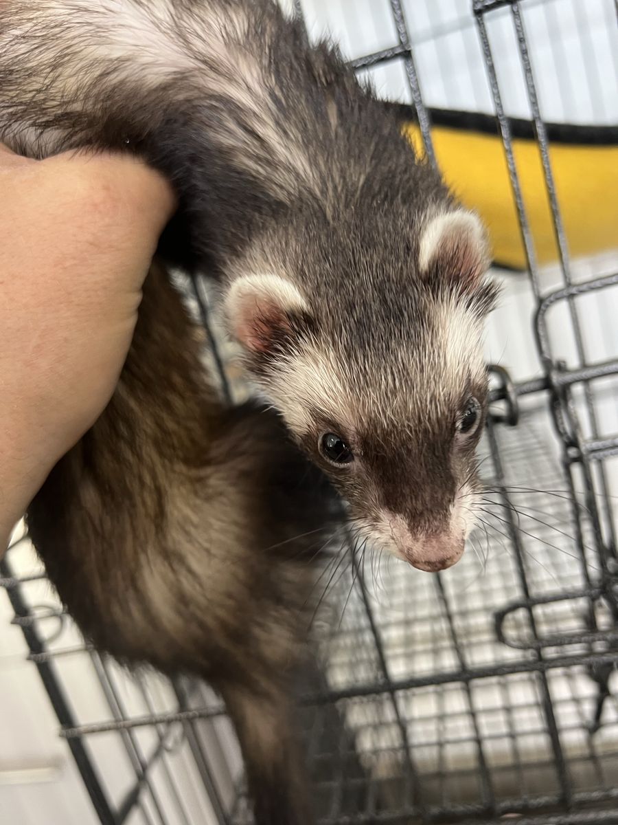 Pet Ferret