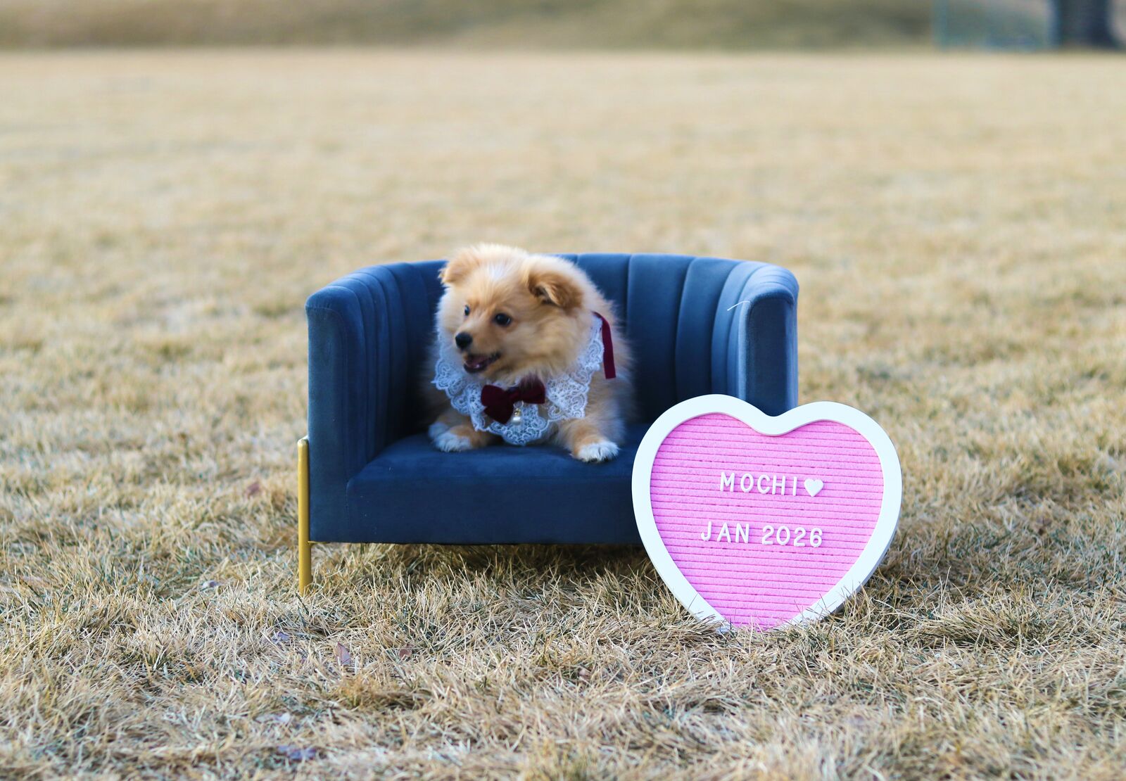 Pomeranian Puppy - Potty Trained & Great with Kids!