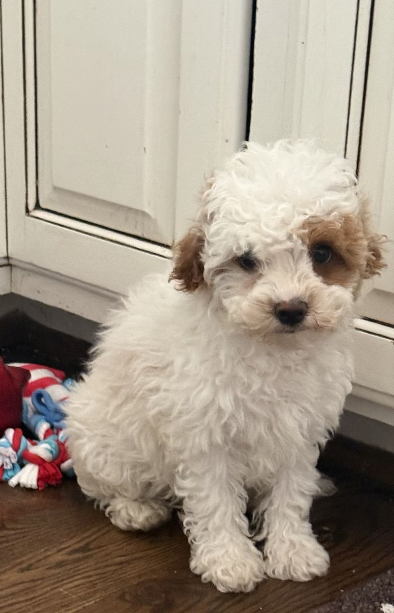 Male Cavapoo puppy!