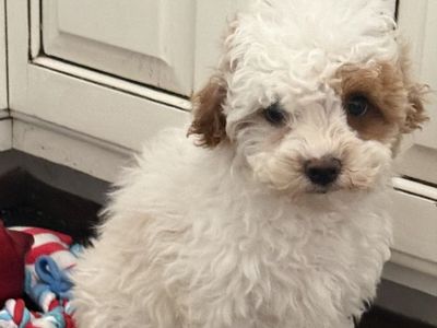 Male Cavapoo puppy!