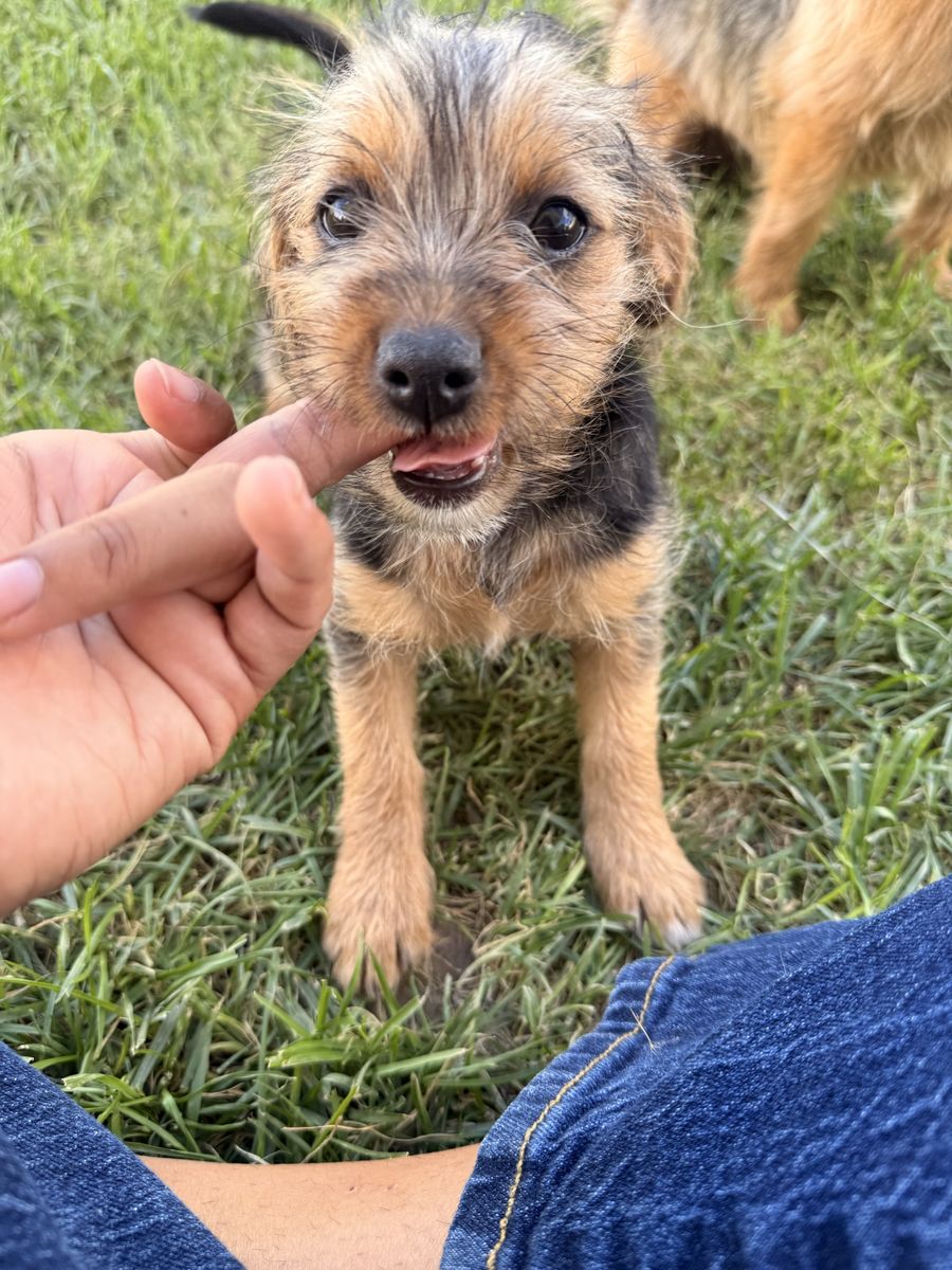 Adorable Black and Tan Terrier Mix Puppy