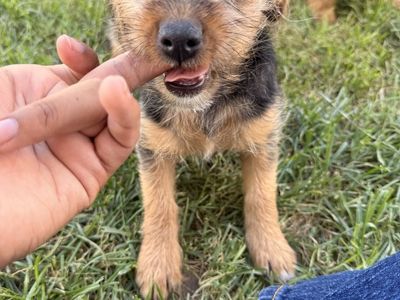 Adorable Black and Tan Terrier Mix Puppy