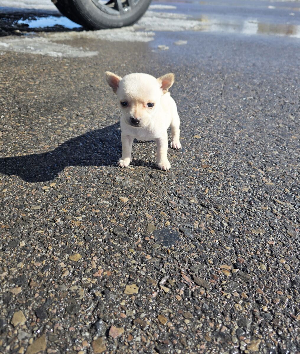 Very Tiny Female Chihuahua Puppy