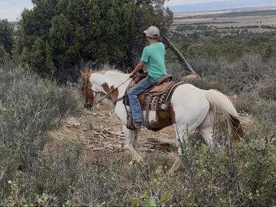 Awesome safe fun gelding!