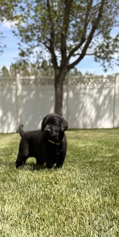 10 week old AKC Black Lab puppy