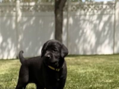 10 week old AKC Black Lab puppy
