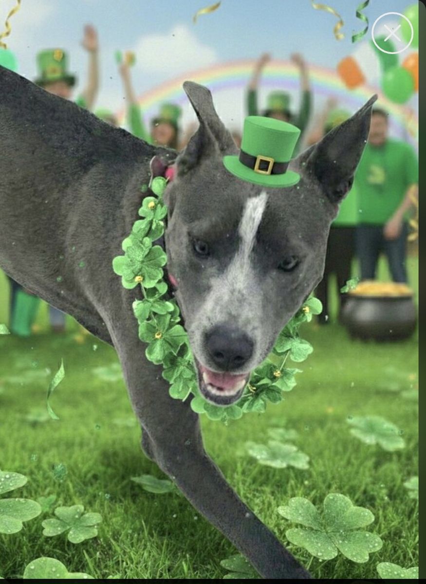 Trey, bully breed mix young dog looking for a home