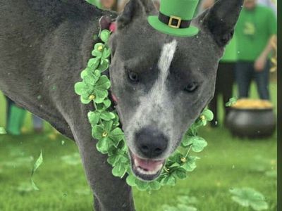 Trey, bully breed mix young dog looking for a home