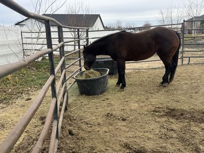 Papered Bay Mare tor Sale